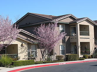 Springtime brings our pink blossoms to the Plum trees.