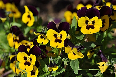 See our beautiful flowers at Normandy Park
